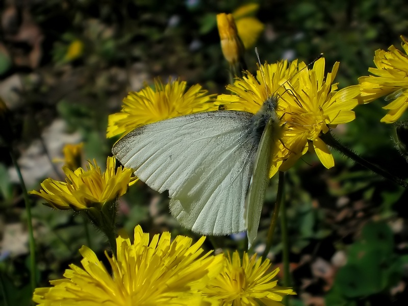 Pieridae da identificare